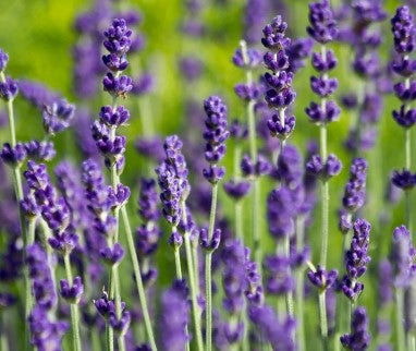 6 x Lavender Hidcote. Supplied in 9cm pots.