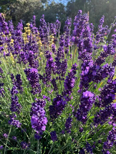 Lavender Angustifolia Hidcote - 9cm pot