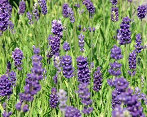 Lavender Angustifolia Hidcote - 9cm pot